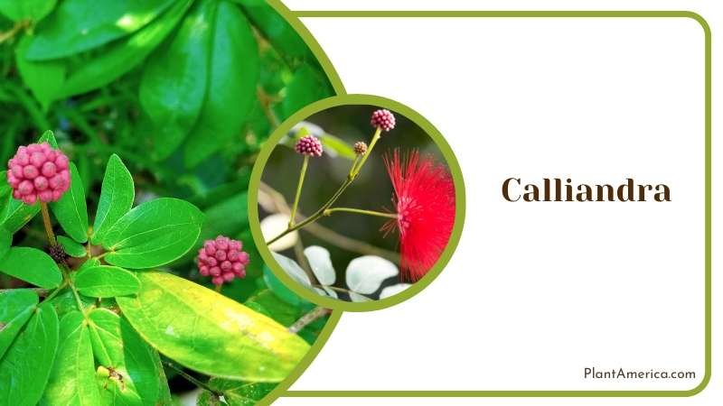 Calliandra Plant America