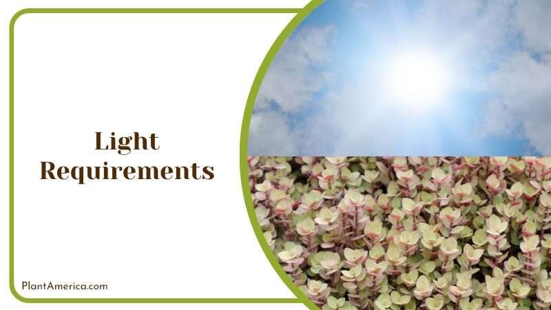 Callisia Light Requirements Plant America