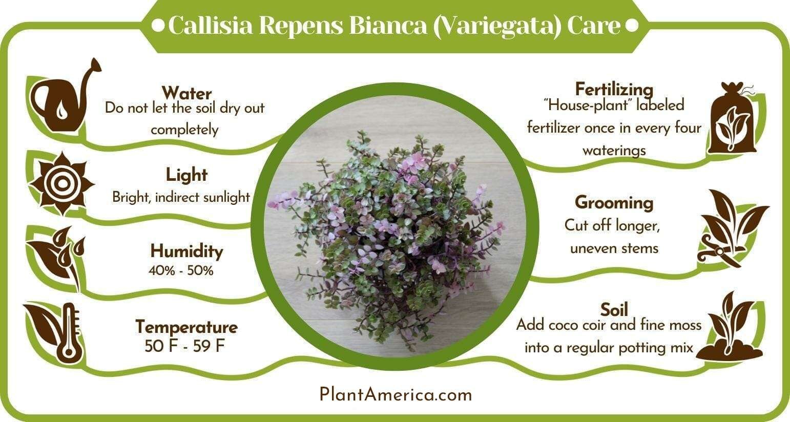 Callisia Repens Bianca Variegata Care Infographic Plant America Callisia Repens Bianca (Variegata) – Your Vital Care Nuggets