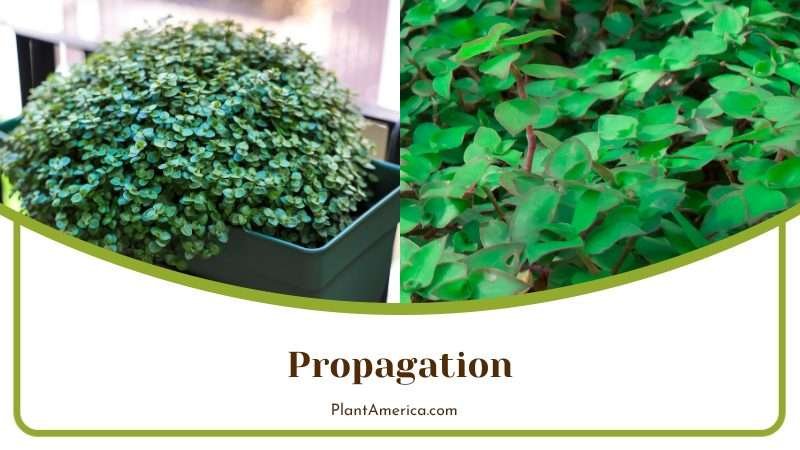 Callisia Repens Propagation Plant America