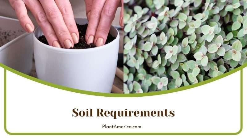Callisia Repens Soil Requirements Plant America