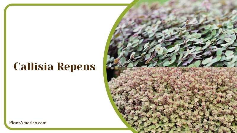 Callisia Repens Succulent Plant America