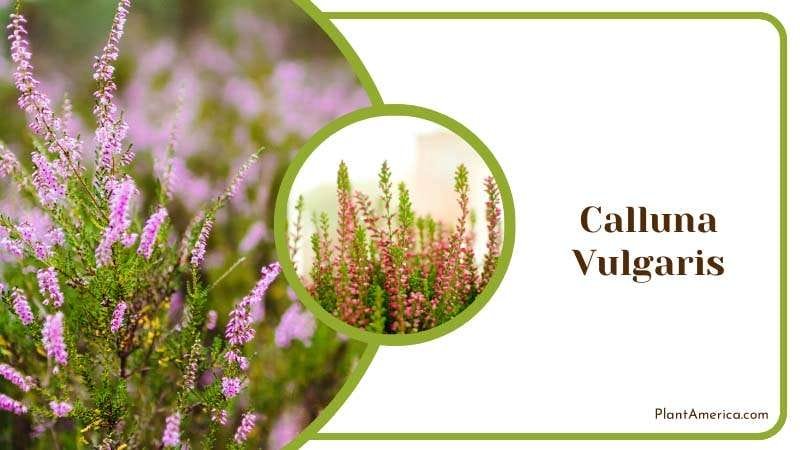 Calluna Vulgaris Heather Plant America