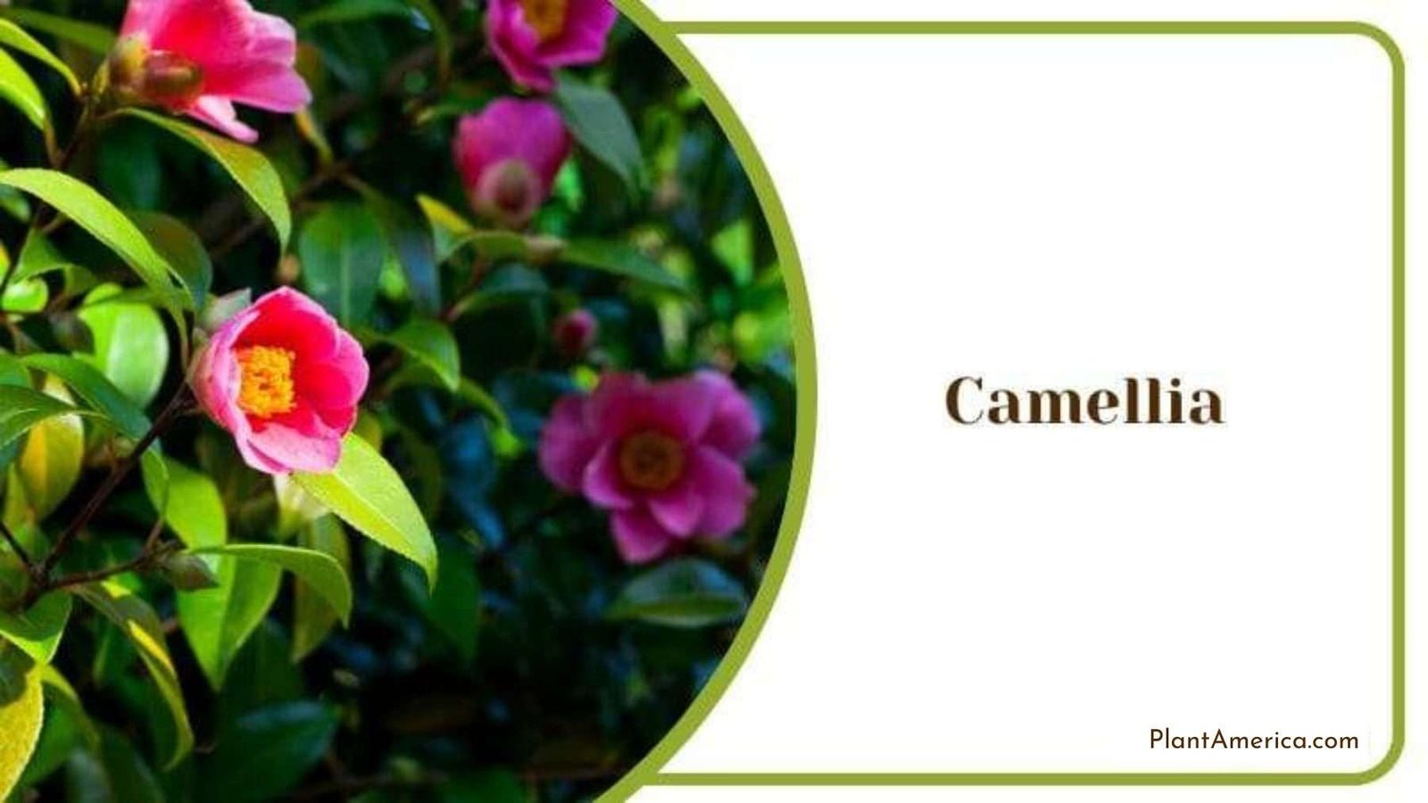 Camellia Flowers for a House Garden Plant America