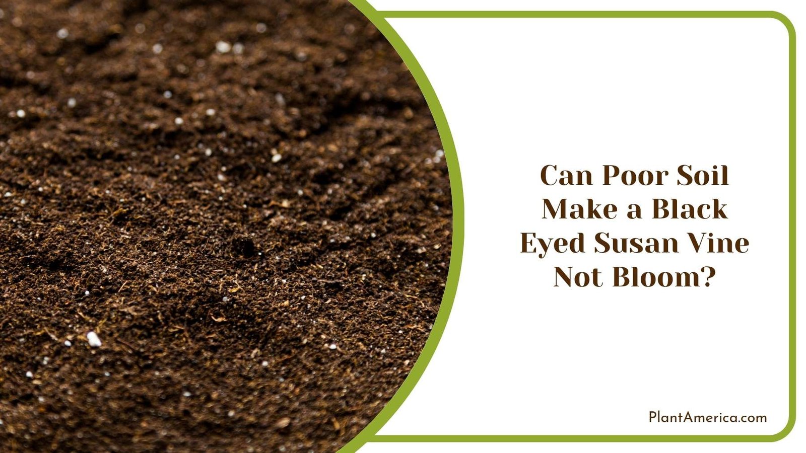 Can Poor Soil Make a Black Eyed Susan Vine Not Bloom Plant America