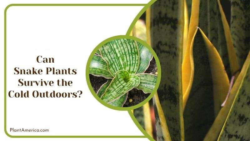 Can Snake Plants Survive the Cold Outdoors PlantAmerica