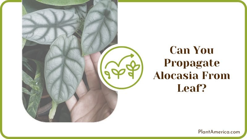Can You Propagate Alocasia From Leaf ~ PlantAmerica Can You Propagate Alocasia From Leaf ~ PlantAmerica