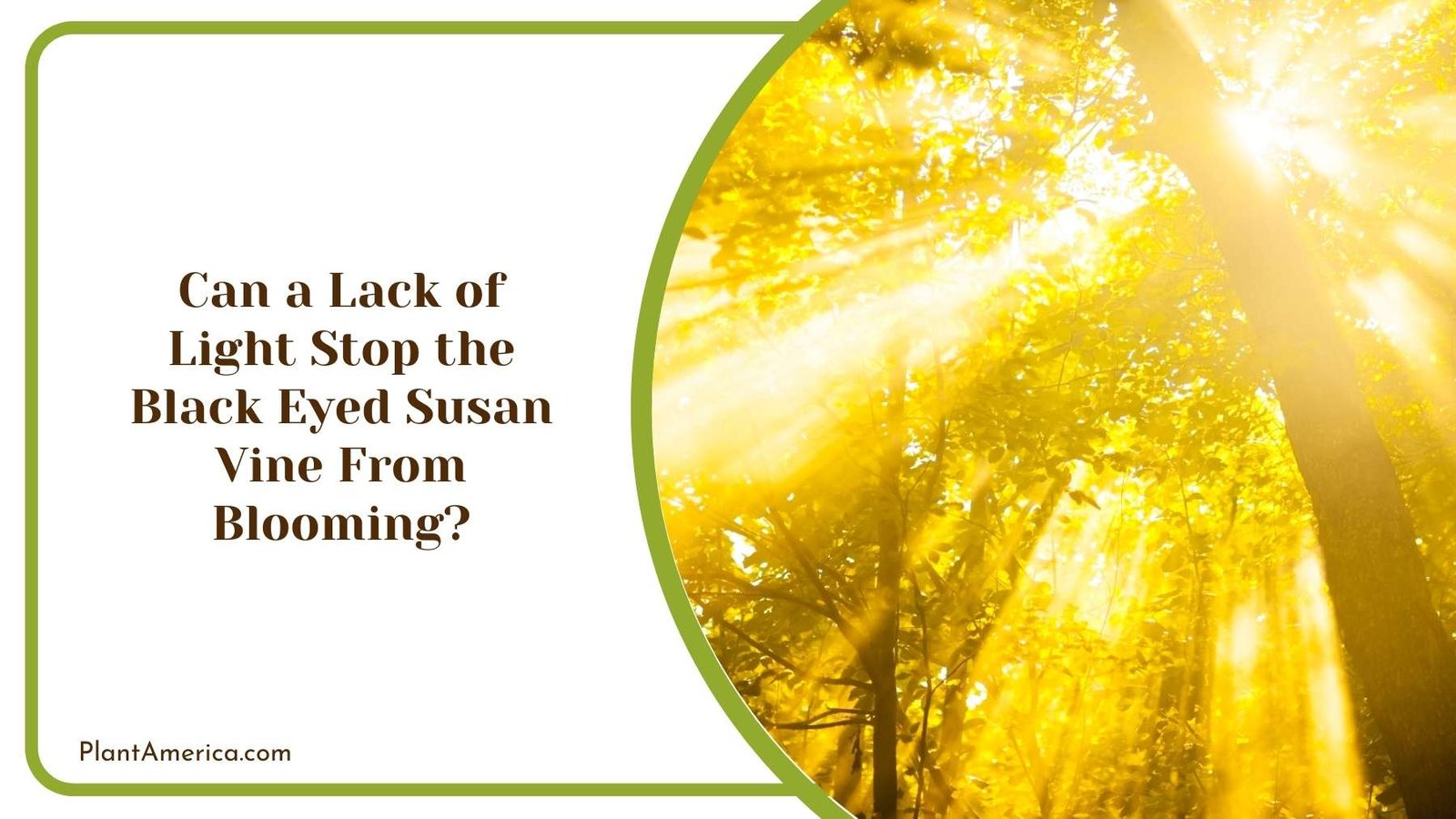 Can a Lack of Light Stop the Black Eyed Susan Vine From Blooming Plant America