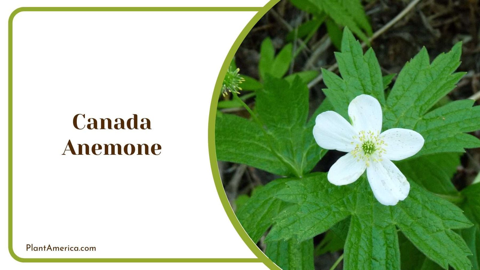 Canada Anemone Plant America Canada Anemone Plant America