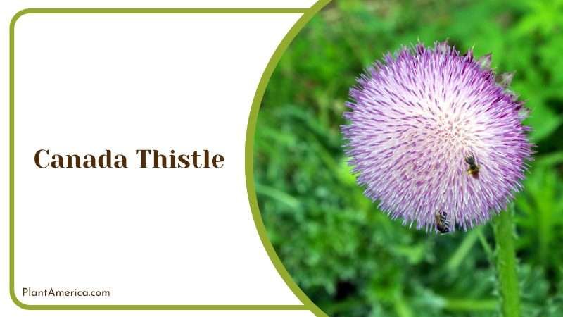 Canada Thistle Weed Plant America Canada Thistle Weed Plant America