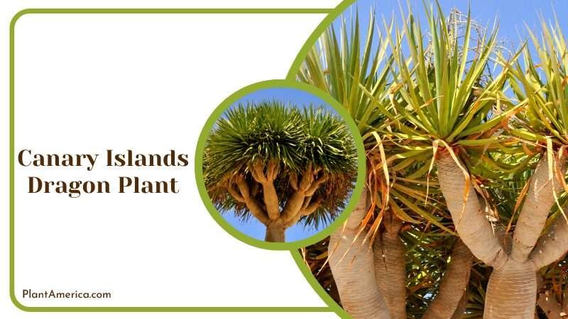 Canary Islands Dragon Plant in Outside Plant America Canary Islands Dragon Plant in Outside Plant America