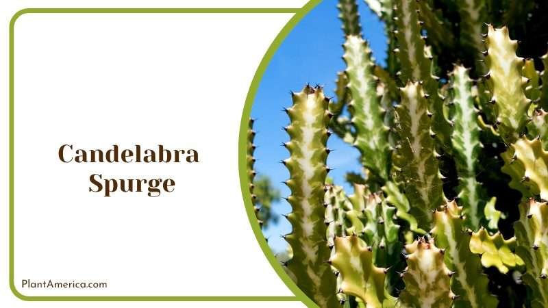 Candelabra Spurge in Rural Queensland Plant America