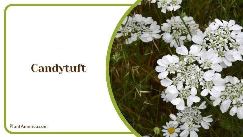 Candytuft Plant PlantAmerica