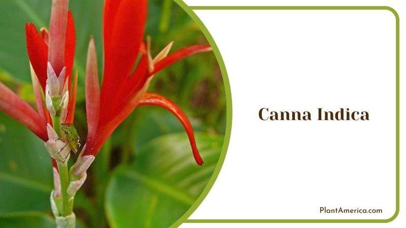 Canna Indica Plant America