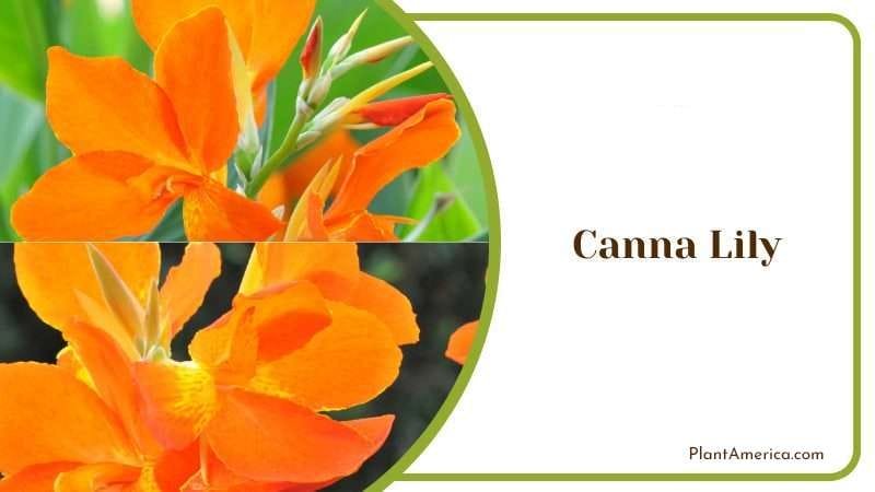 Canna Lily PlantAmerica
