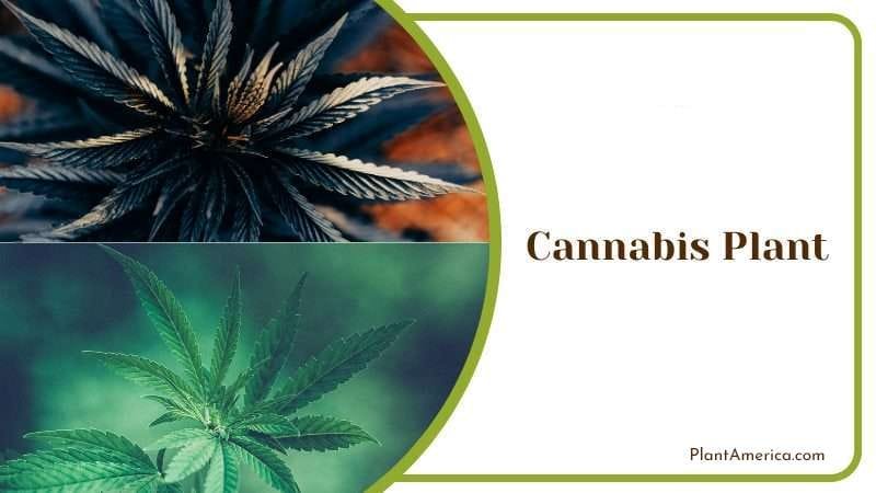 Cannabis Plant PlantAmerica