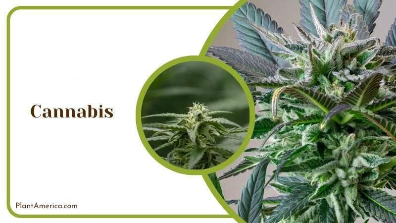 Cannabis Plant PlantAmerica