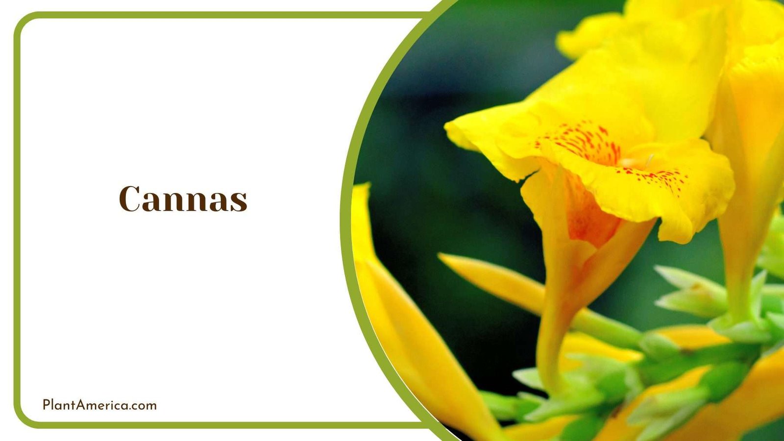 Cannas Flower Plant America