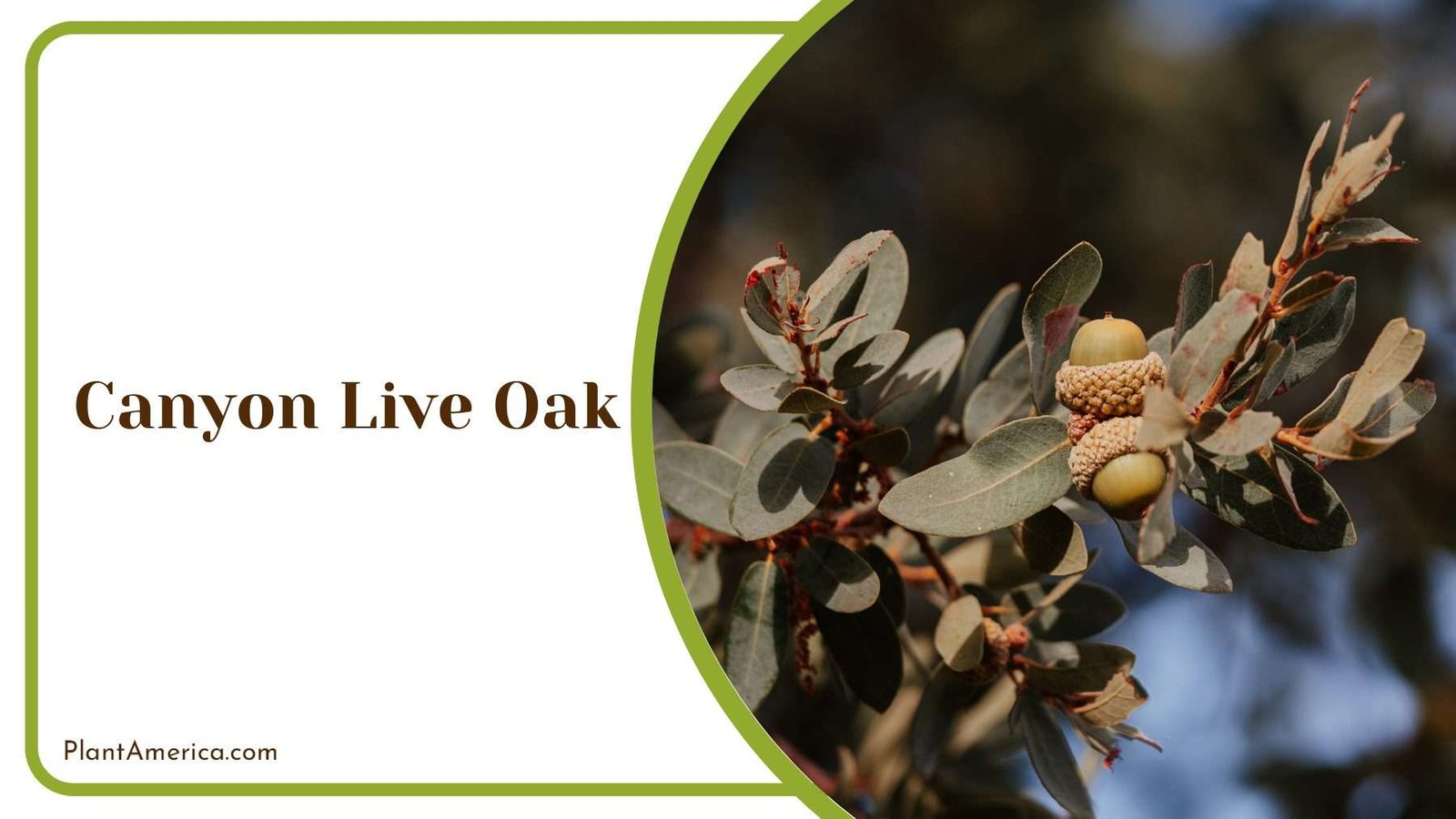 Canyon Live Oak Evergreen Plant America