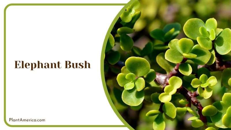 Cape Lobelia on a Brick Windowsill Plant America