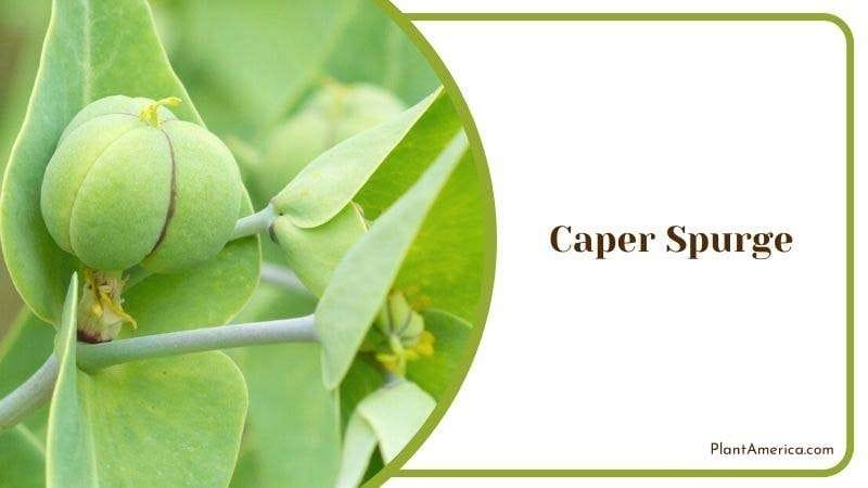 Caper Spurge PlantAmerica