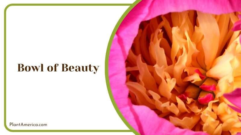Captivating Bowl of Beauty Peony Plant America