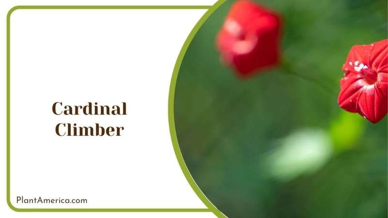 Cardinal Climber Flowers Plant America Cardinal Climber Flowers Plant America