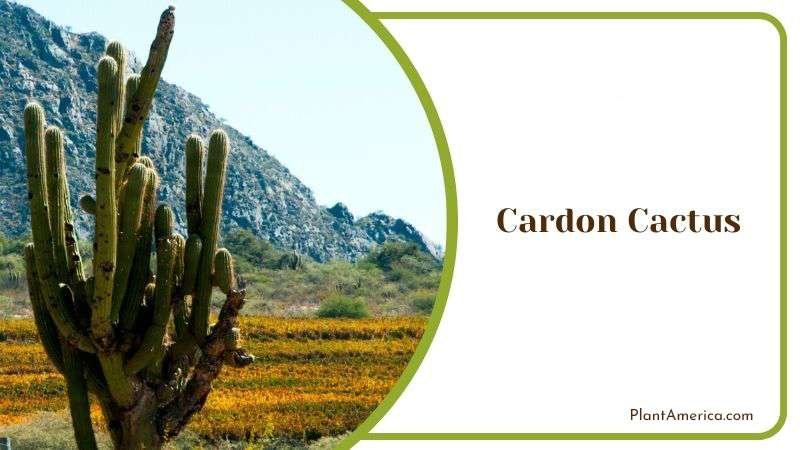 Cardon Cactus or Pachycereus Pringlei Plant America Cardon Cactus or Pachycereus Pringlei Plant America