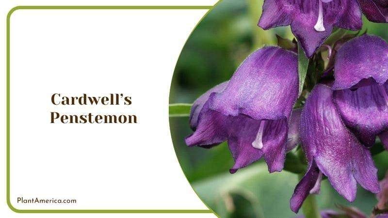 Cardwells Penstemon Plant America