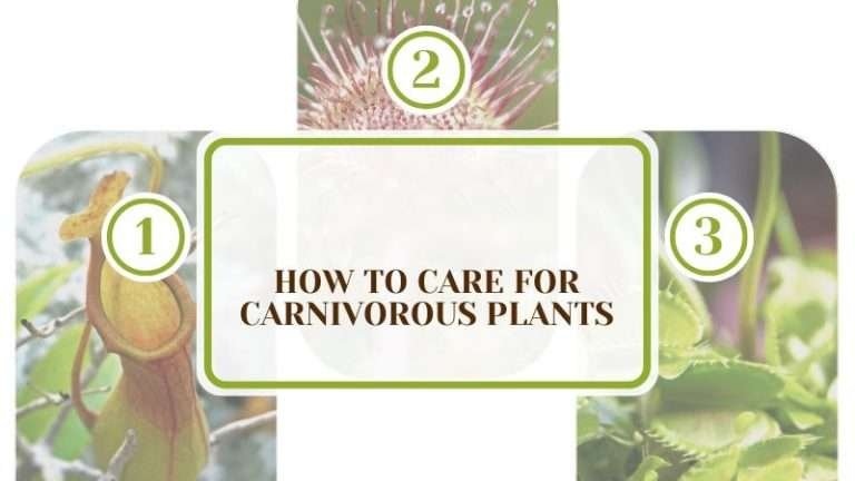 How to Care for Carnivorous Plants: Provide The Right Needs - Plant America