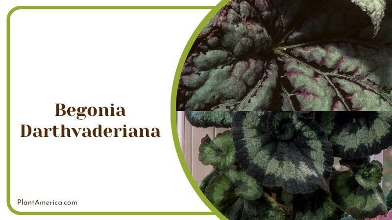 Care for Begonia Darthvaderiana ~ PlantAmerica Care for Begonia Darthvaderiana ~ PlantAmerica