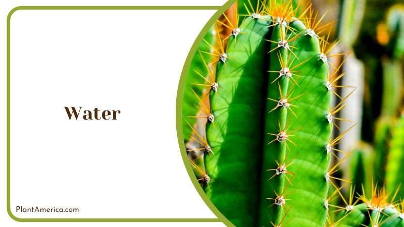 Care for Cereus Repandus Cactus Plant America