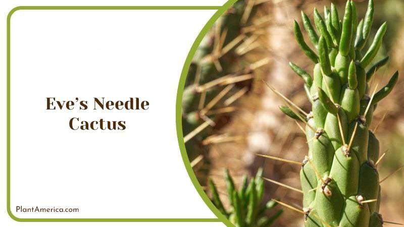 Care for Eves Needle Cactus Plant America Care for Eves Needle Cactus Plant America