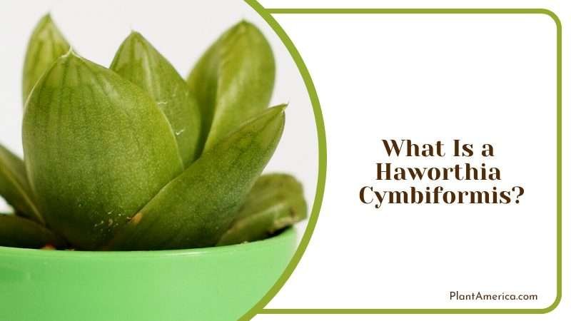 Care for Haworthia Cymbiformis Plant America