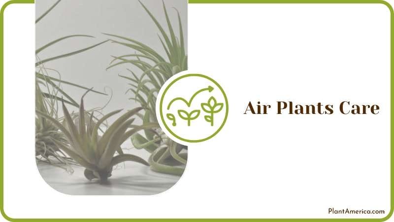 Care for Hung Air Plants Plant America Care for Hung Air Plants Plant America