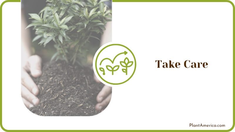 Care for Transplanted Plants PlantAmerica Care for Transplanted Plants PlantAmerica