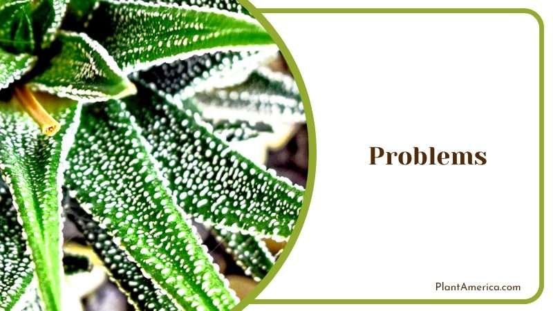 Care for Your Haworthia Limifolia Plant America