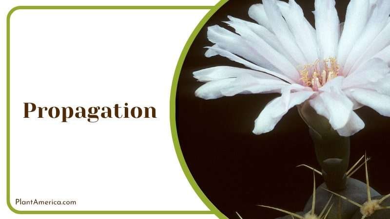 Care for gymnocalycium friedrichii Plant America Care for gymnocalycium friedrichii Plant America