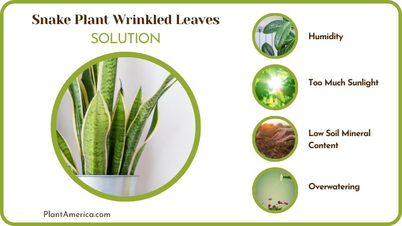 Care of Snake Plants With Wrinkled Leaves PlantAmerica