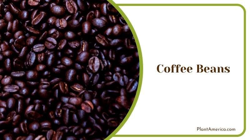 Caring Coffee Beans Plant America