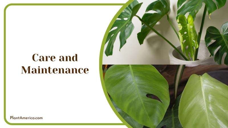 Sujon More Plants/Collage Image Caring Monstera Borsigiana