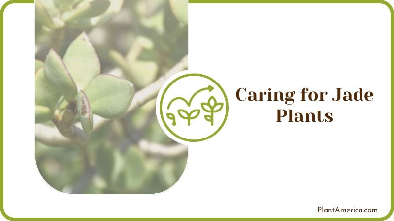 Caring for Jade Plants Plant America