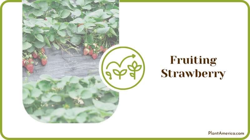 Caring for Strawberry Plants Plant America