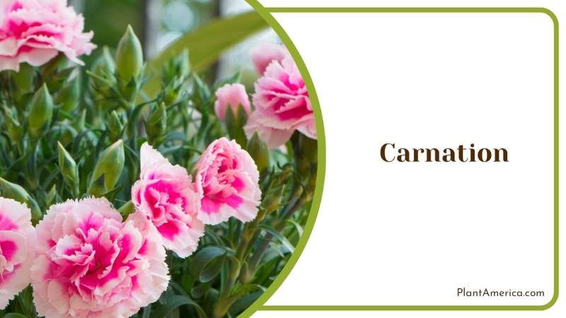 Carnation Flowers Plant America