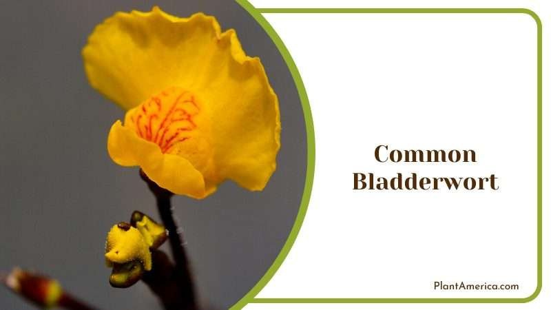 Carnivorous Common Bladderwort Plant America