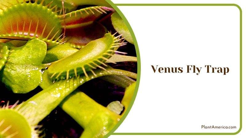 Carnivorous Cutie Venus Flytrap Plant America