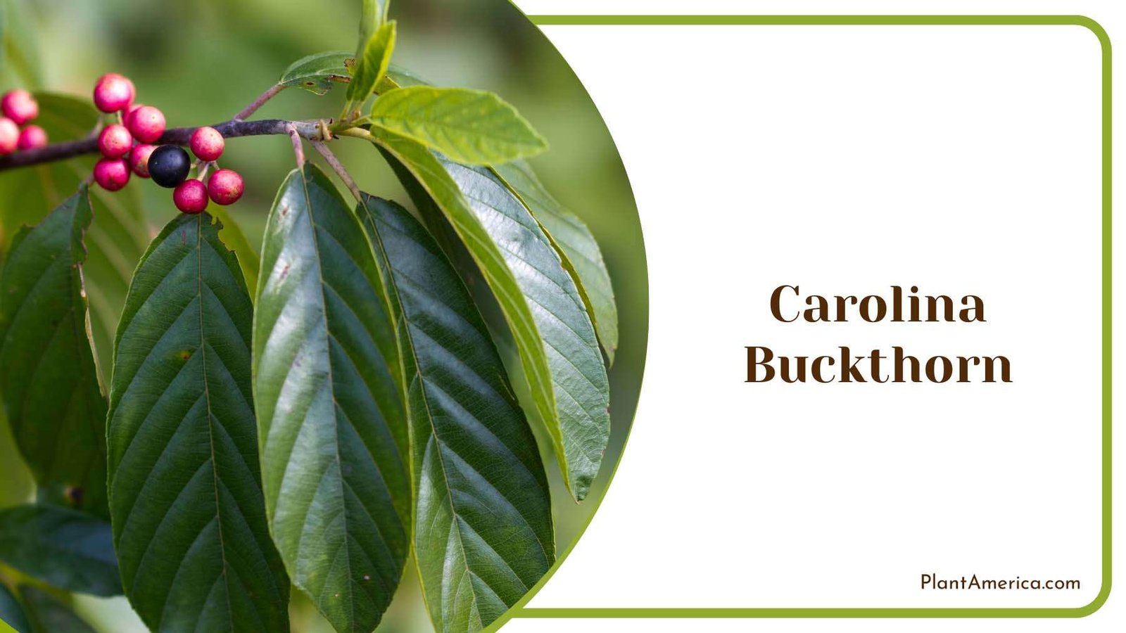 Carolina Buckthorn Lovely In Spring Plant America