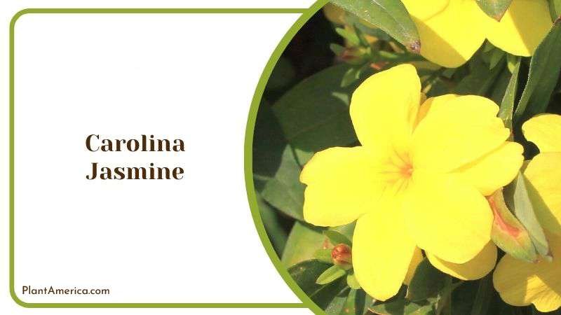 Carolina Jasmine Plant America