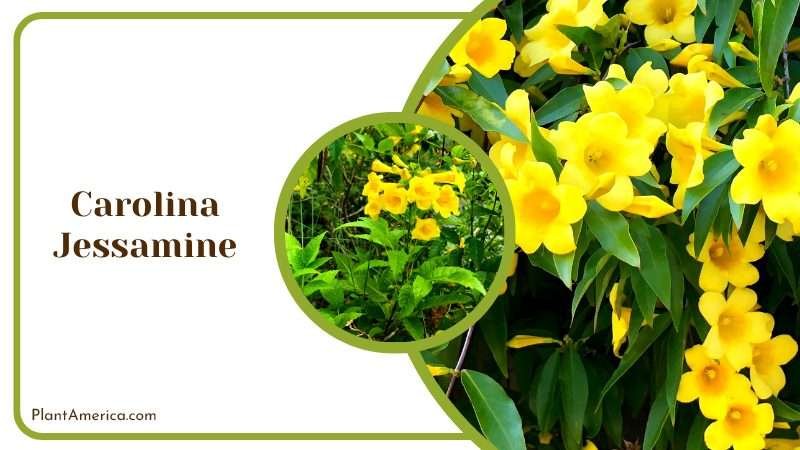 Carolina Jessamine Yellow Trumpets Plant America