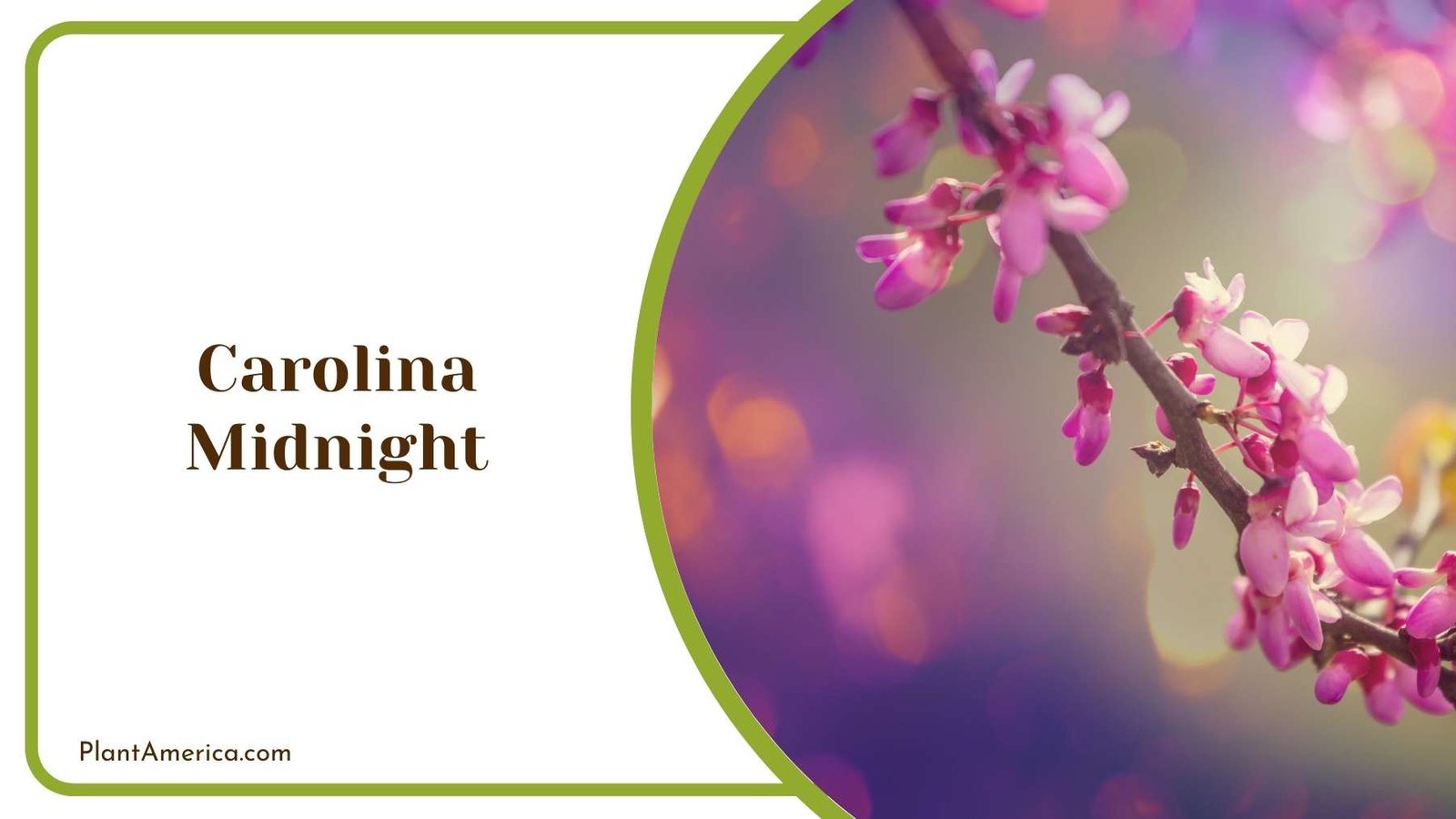 Carolina Midnight From Close Look Plant America